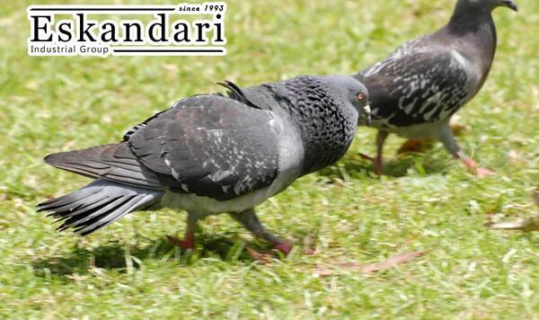 عکس کفتر سوسکی المانی