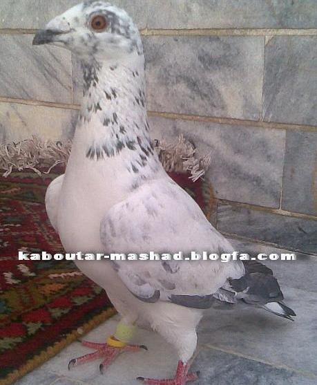عکس کفتر سوسکی المانی