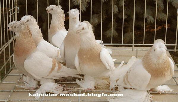 عکس کفتر سوسکی المانی