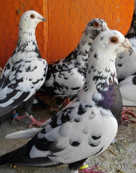 عکس کفتر سوسکی المانی