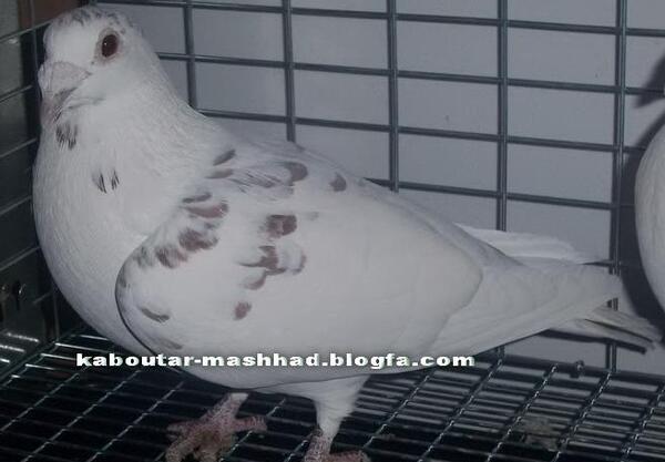 عکس کفتر سوسکی المانی