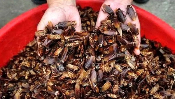 عکس واقعی سوسک از نزدیک