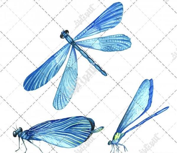 عکس نقاشی سوسک آبی