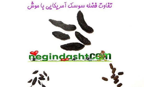 عکس سوسک آمریکایی بزرگ