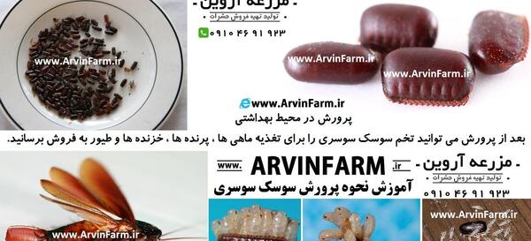 عکس سوسک آمریکایی بزرگ