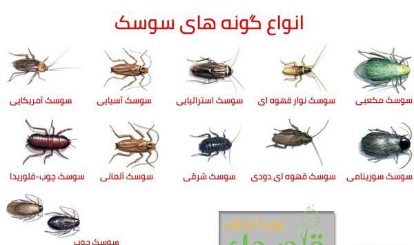 عکس تخم سوسک آلمانی