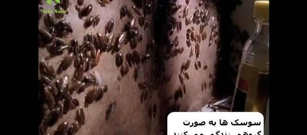 عکس تخم سوسک آلمانی