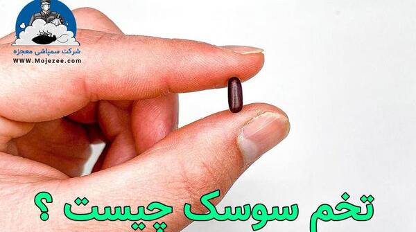 عکس تخم سوسک کابینتی