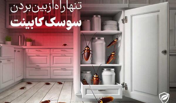 عکس تخم سوسک کابینتی