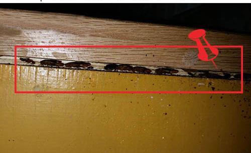 عکس تخم سوسک کابینتی