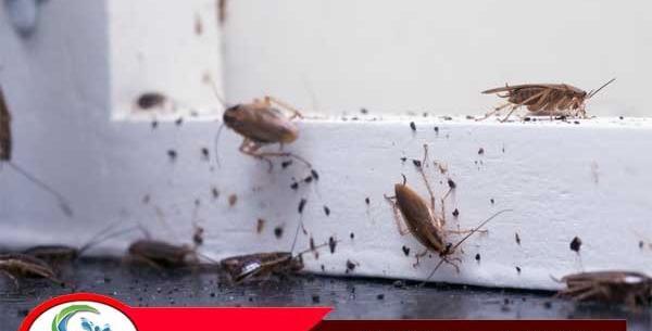 عکس تخم سوسک کابینت