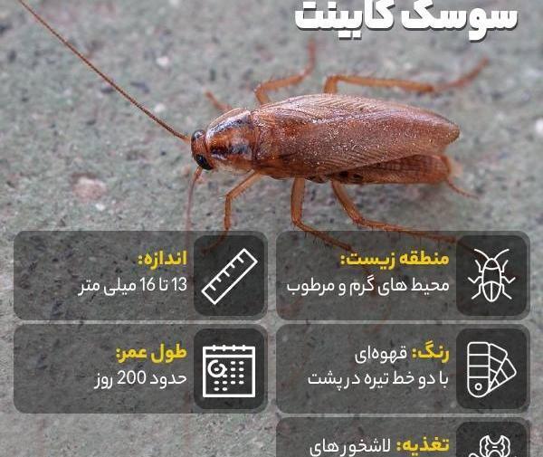 عکس سم سوسک کابینت