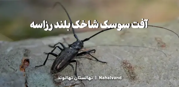 عکس سوسک چوبی