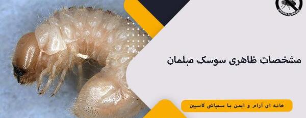 عکس سوسک چوبی