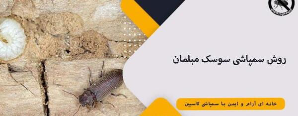 عکس سوسک چوبی