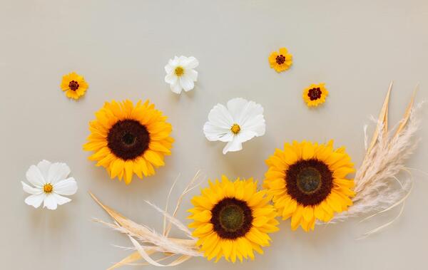 عکس ساده برای دسکتاپ