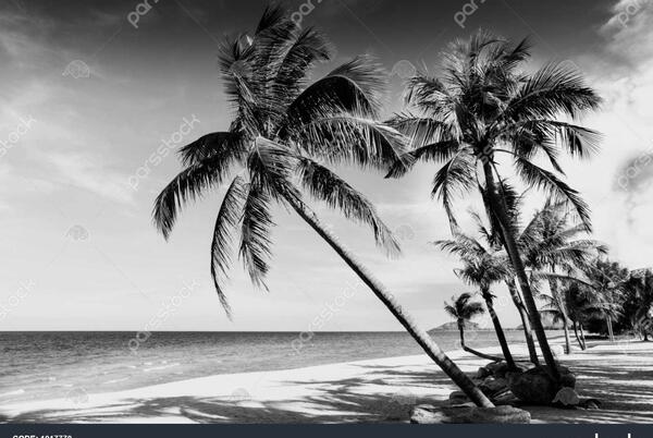 عکس سیاه سفید لب دریا
