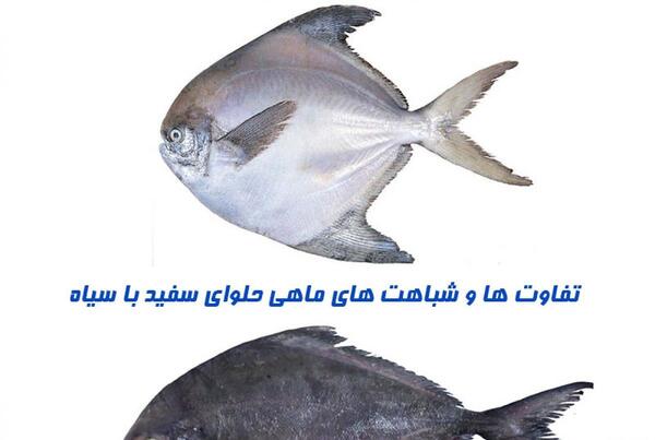 عکس سیاه و سفید ماهی