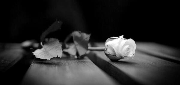 دانلود عکس گل سیاه برای تسلیت