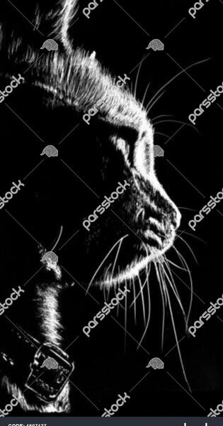 عکس سیاه و سفید نیم رخ