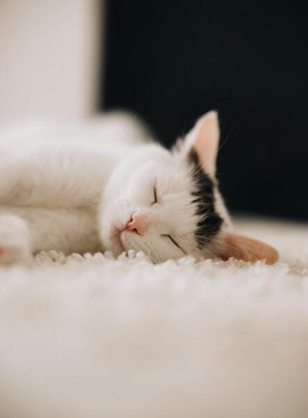 عکس های سیاه و سفید گربه