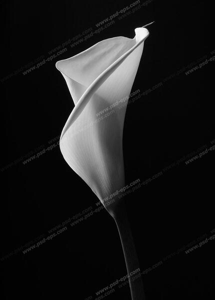 عکس سیاه سفید از گل