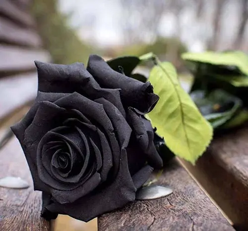 عکس سیاه سفید از گل