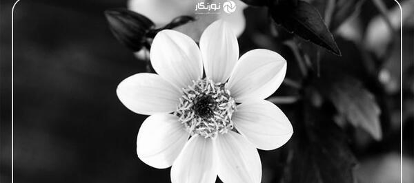 عکس سیاه سفید از گل