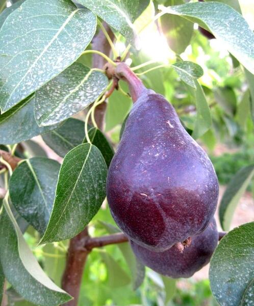 عکس سیاه و سفید گلابی