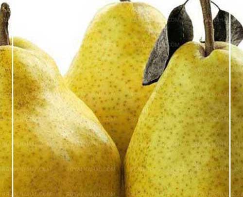 عکس سیاه و سفید گلابی