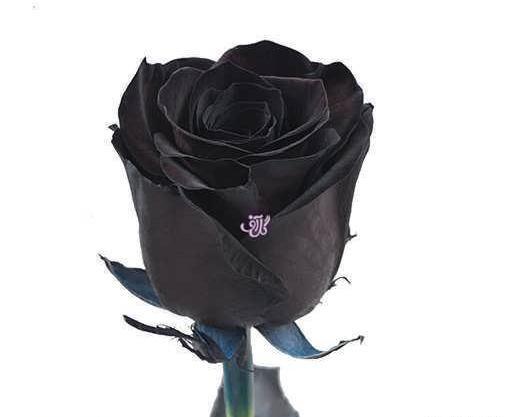عکس گل رز سفید با زمینه سیاه