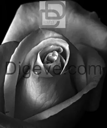 دانلود عکس گل رز سیاه سفید