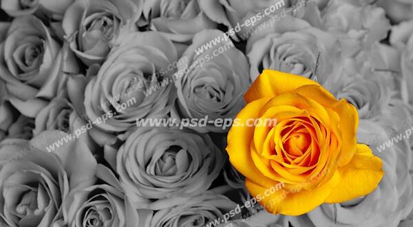 دانلود عکس گل رز سیاه سفید