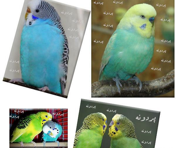 عکس مرغ عشق سیاه سفید