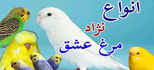 عکس مرغ عشق سیاه سفید