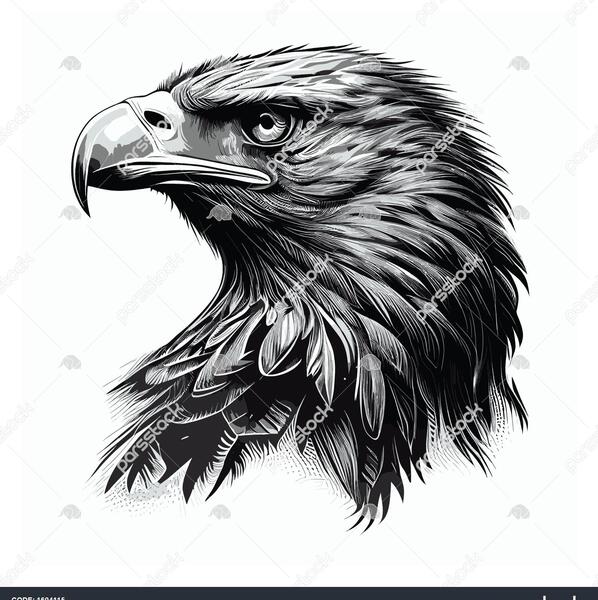 عکس سیاه و سفید عقاب