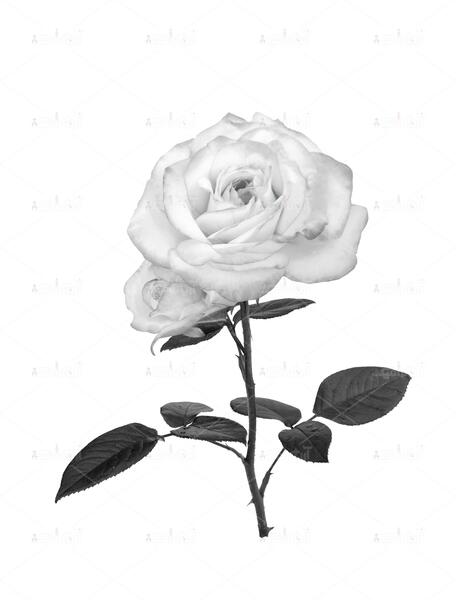 عکس گل سیاه و سفید برای طراحی