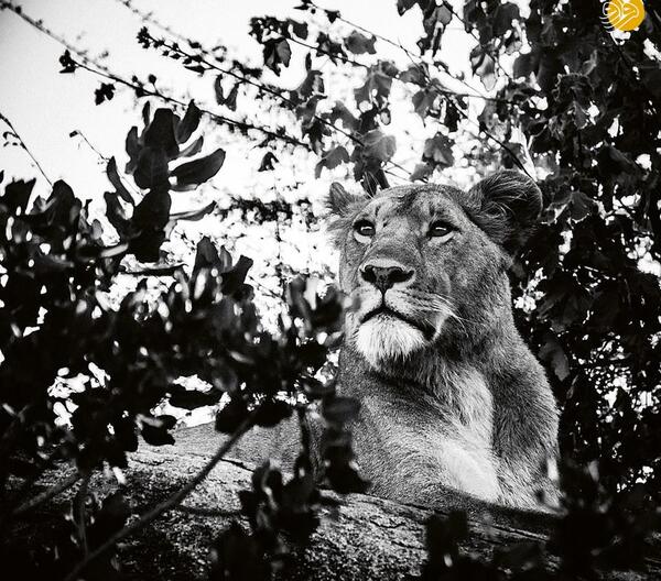 عکس سیاه و سفید شیر