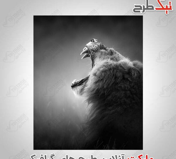 عکس سیاه و سفید شیر