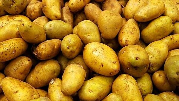 عکس سیب زمینی سیاه و سفید