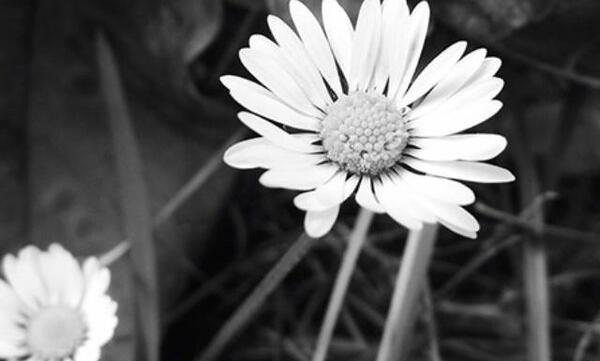 عکس چهره سیاه سفید با کیفیت