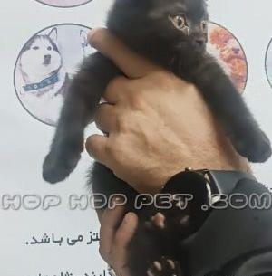 عکس سیاه و سفید بچه گربه