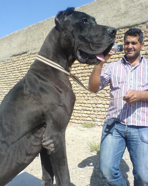 عکس سگ هار سیاه