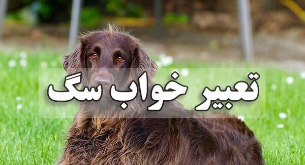 عکس سگ هار سیاه