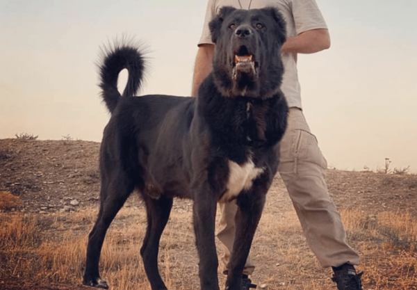 عکس سگ هار سیاه
