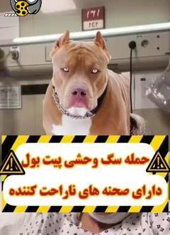 عکس سگ های وحشی پیت بول