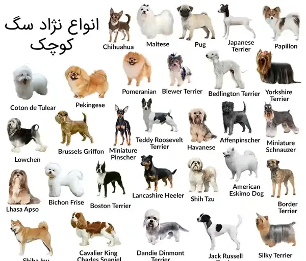 عکس سگ های وحشی ایران