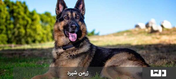 عکس سگ های وحشی ایران