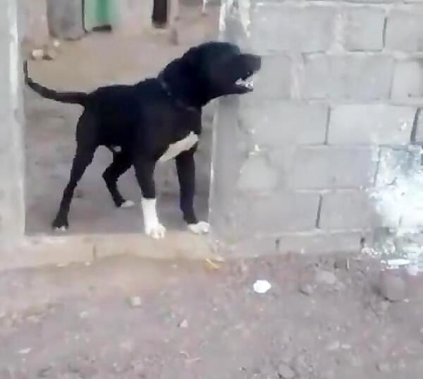 عکس سگ سیاه بزرگ وحشی