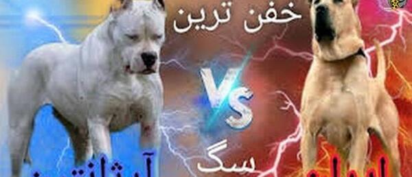 عکس وحشی ترین سگ سرابی